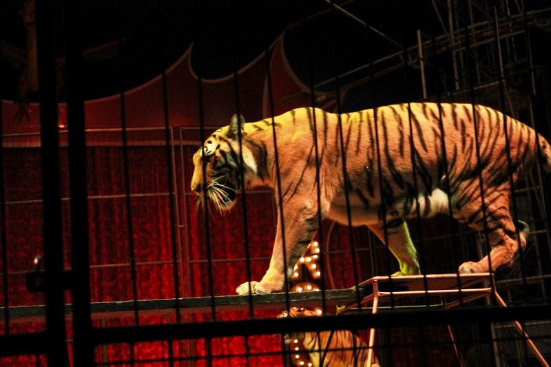 Opening of Dragon Circus